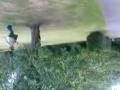 videos de squirell attack