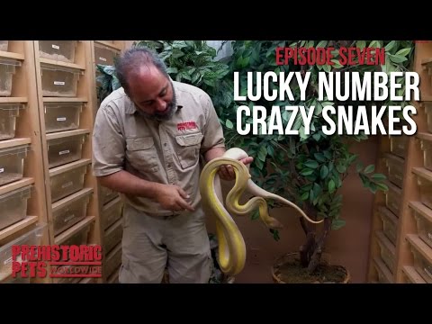 YouTube reptile video