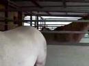 Stranded at the barn