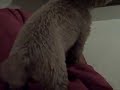 My dog randomly licks walls!