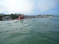 Sharks snorkel in La Jolla shores