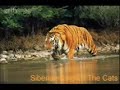 Tiger vs Lion Tiger the champion