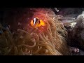 Jackson Reef