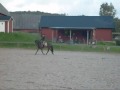 Dressagetraining 2/9-09, Silver King