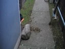 My Guineapigs