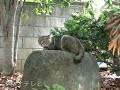 ちびツネオ発見？