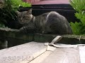 ちびツネオ発見？