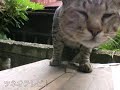 ちびツネオ発見？