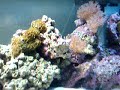 Pulsing Xenia Saltwater