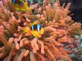 Clown Fish in red Anemone