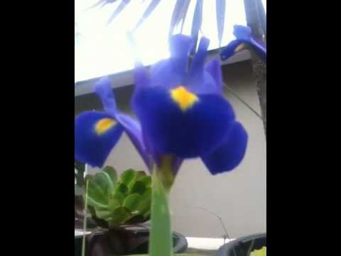 how to plant dutch iris
