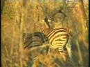 Zebra 07-06-08 4.46 pm CAT