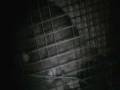 videos de Raccoon #2 - Part 1 - Dec. 1st Just after midnight