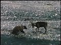 Grizzly Bear vs Caribou Grizzly Bear vs Caribou