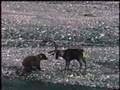 Grizzly-Bear-vs-Cari