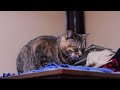 Nikon D90 Tsuneo Family [720p HD]