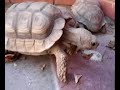-NACHO-Mis tortuguitas haciendo cochinadas