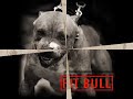pitbull germania