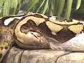 STRIKE-Largest Snake Strikes Coils Attack Big Scary