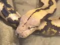 STRIKE-Largest Snake Strikes Coils Attack Big Scary