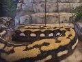 STRIKE-Largest-Snake