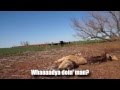 Mad Cow Attack - YouTube