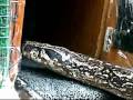 Are Big Boa Constrictors Really So Aggressive?