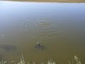 Sarulesti - fishing in Romania