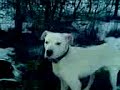 Dogo  Argentino,Greyhount,Kangal,www.dog-<wbr></wbr>ejdan.com