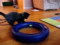 かわいい猫動画