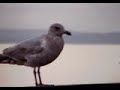 Seattle Mean Birds2