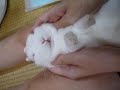 ??????????(2)turn rabbit upward(2)2008/08/30 ??????????(2)turn rabbit upward(2)2008/08/30