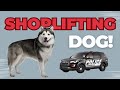 Shoplifting-dog-husk