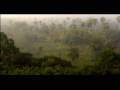 The Nature Conservancy - Forests
