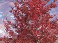 Fall colors in Raleigh,NC \