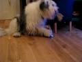 videos de Alfie Dog, Christmas 2008