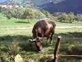 video cow in a slovenian...