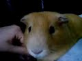 Schnougi Meerschweinchen beim Kuscheln! Schnougi Meerschweinchen beim Kuscheln!