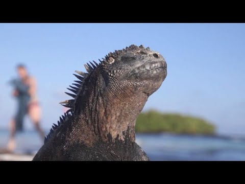 Galápagos: Touristen bedrohen das Inselparadies