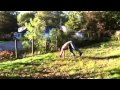 Karrl wheel back hand springs