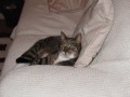 Tyler Weinman - Cat Killer!