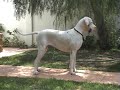 gran danes