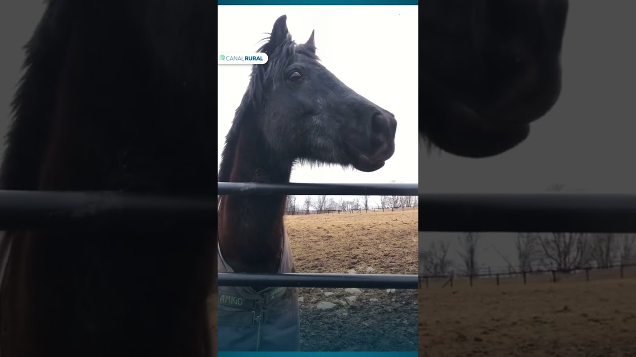 Cavalos nunca deixam de surpreender
