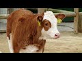Bernard Dunne's Bród Club Episode 5: Dublin Zoo Competition