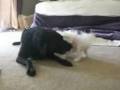 My Dog Being a Weirdo :P