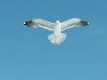 Day in a life of Jonathan Livingstone Seagull Part 1
