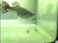 Parto de Guppy