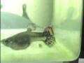 Parto de Guppy