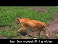 Lion Kill - Lions eating wildebeest - hyena fights vultures Lion Kill - Lions eating wildebeest - hyena fights vultures