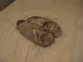 British Shorthair Cats in love
